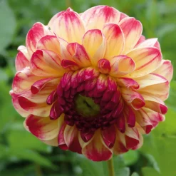 Dahlie 'Kaiser Wilhelm'