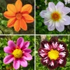 Dahlienmischung Bienenweide