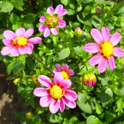 Dahlienmischung Bienenweide