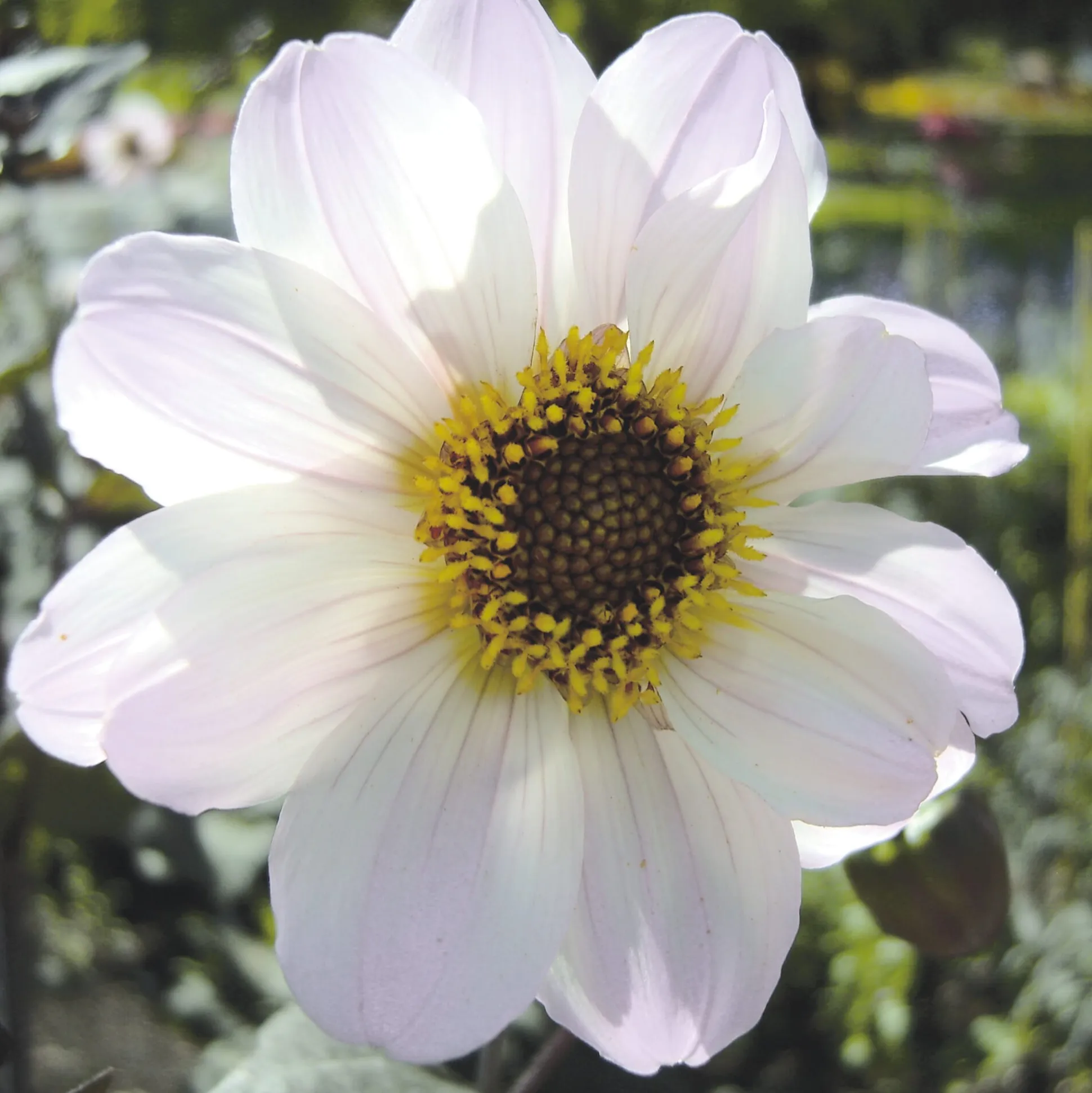 Dahlienmischung Bienenweide Beet