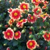 Dahlie 'Schloss Reinbek'