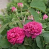Damaszenerrose 'Rose de Resht'