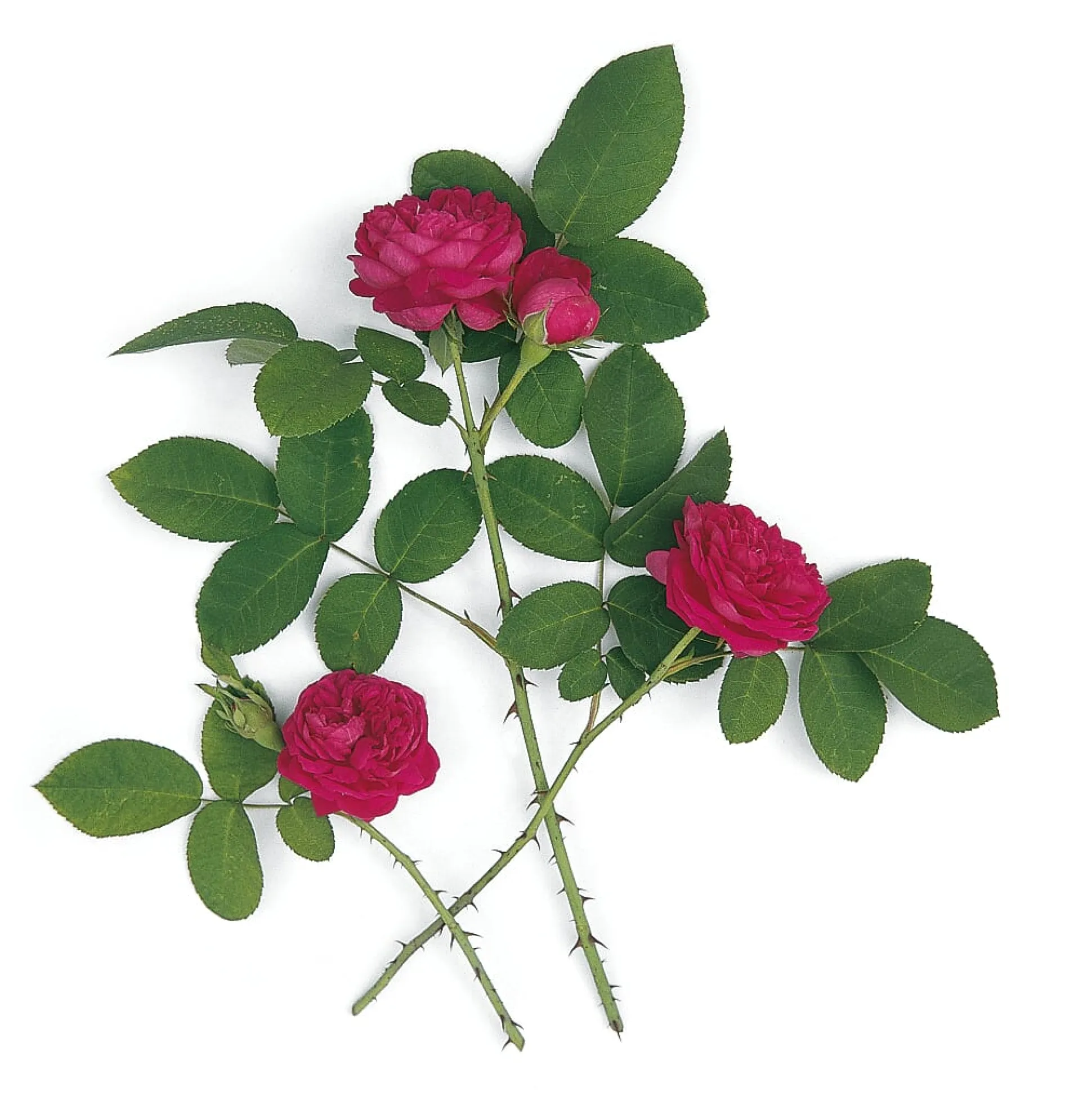 Damaszenerrose 'Rose de Resht'