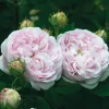 Gallische Rose 'Duchesse de Montebello'