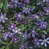 Ganzblättrige Waldrebe 'Arabella'