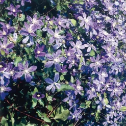 Ganzblättrige Waldrebe 'Arabella'