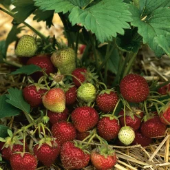 Gartenerdbeere 'Mara des Bois'