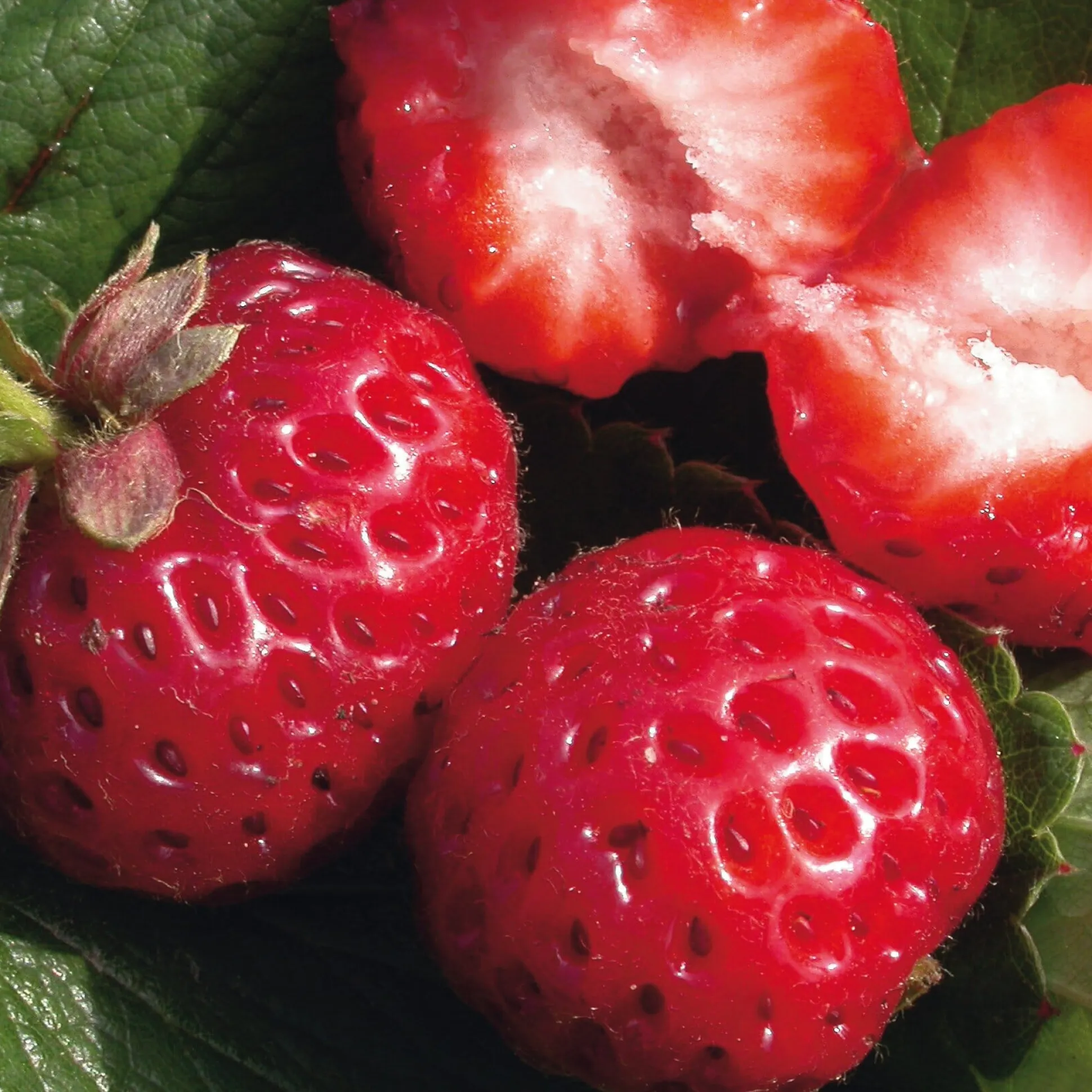 Gartenerdbeere 'Mieze Schindler'