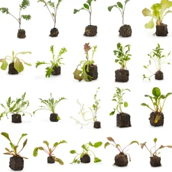 Gemüsejungpflanzen für das Hochbeet Set 1 und 2