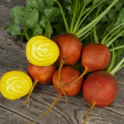 Gemüsejungpflanzen für das Hochbeet Set 1 und 2
