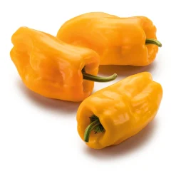 Gemüsesamen Besondere Chilis und Paprika
