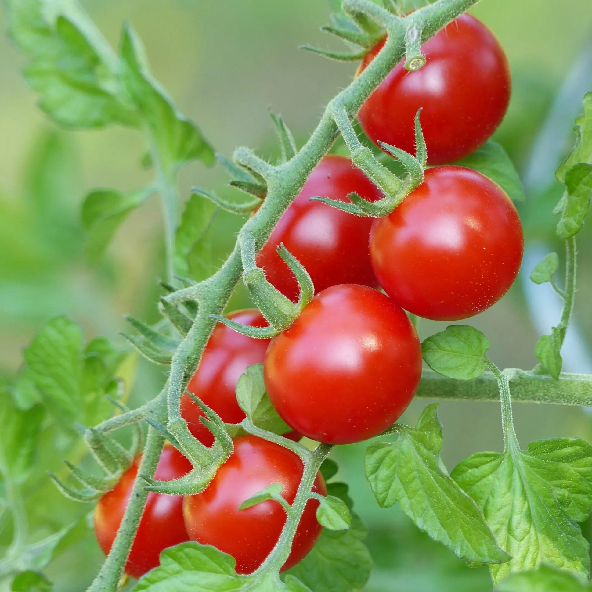 Gemüsesamen Tomaten für den Balkon