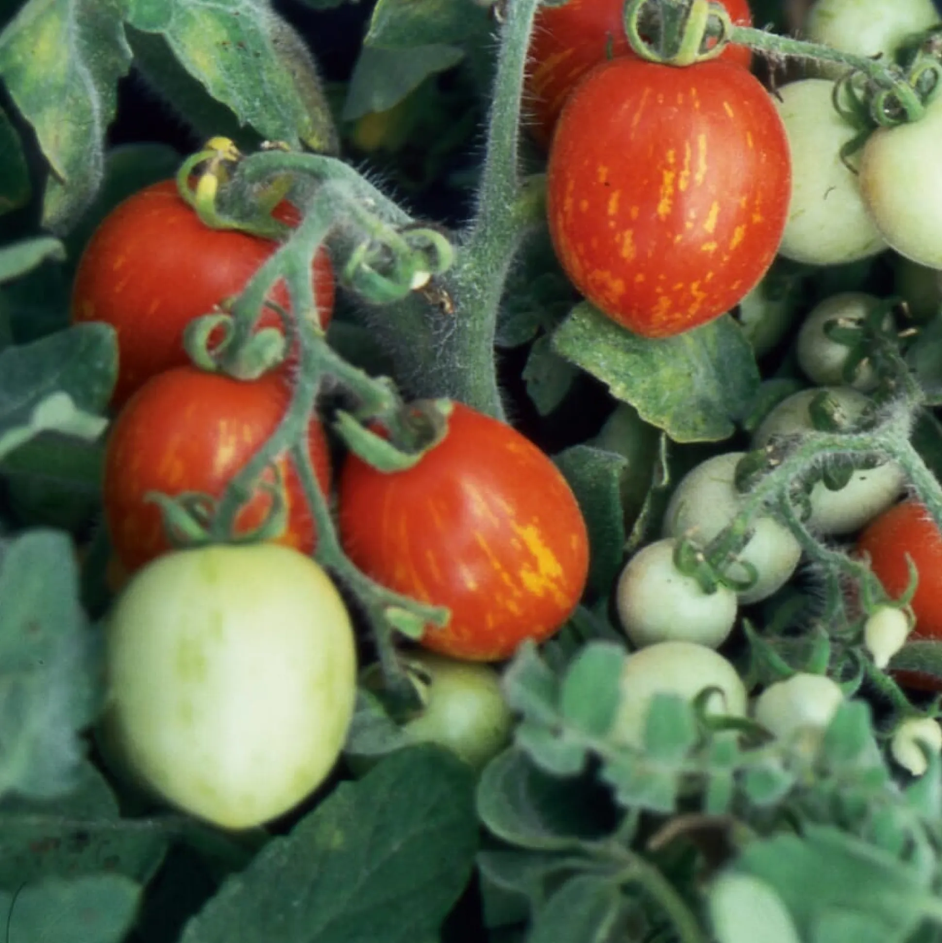 Gemüsesamen Tomaten für den Balkon