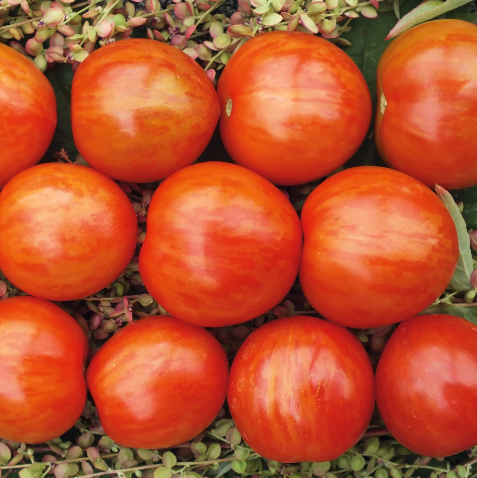 Gemüsesamen Tomaten für den Balkon