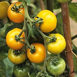 Gemüsesamen Tomaten in allen Farben