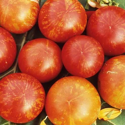 Gemüsesamen Tomaten in allen Farben