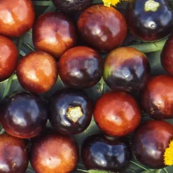 Gemüsesamen Tomaten in allen Farben