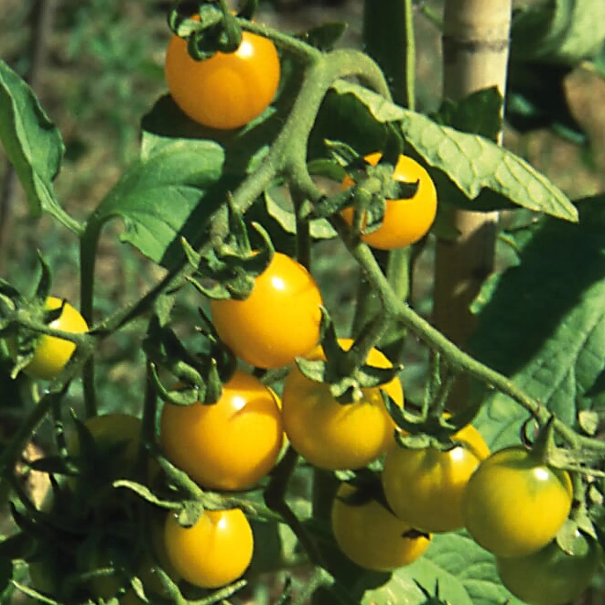 Gemüsesamen Widerstandsfähige Tomaten No. 2