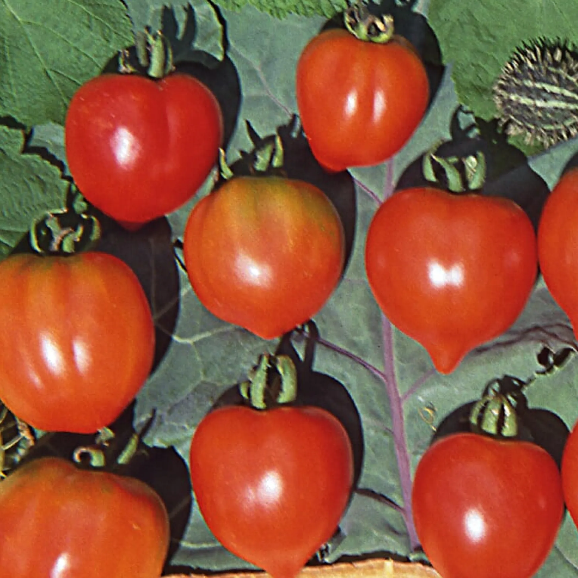 Gemüsesamen Widerstandsfähige Tomaten No. 2