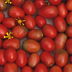 Gemüsesamen Widerstandsfähige Tomaten No. 1