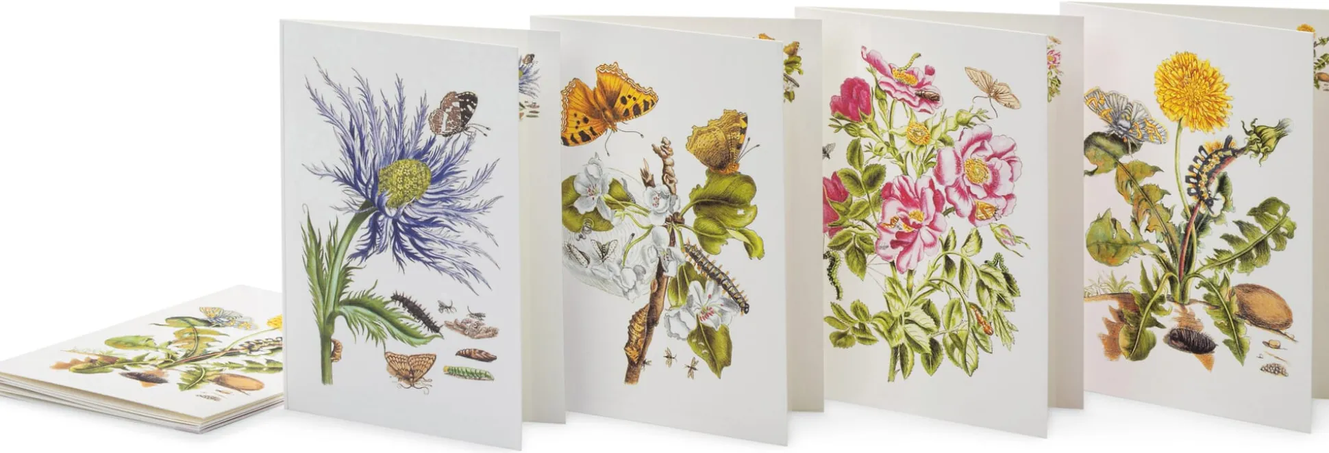 Grußkarten Blumenmotive Maria Sibylla Merian