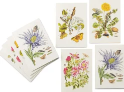 Grußkarten Blumenmotive Maria Sibylla Merian
