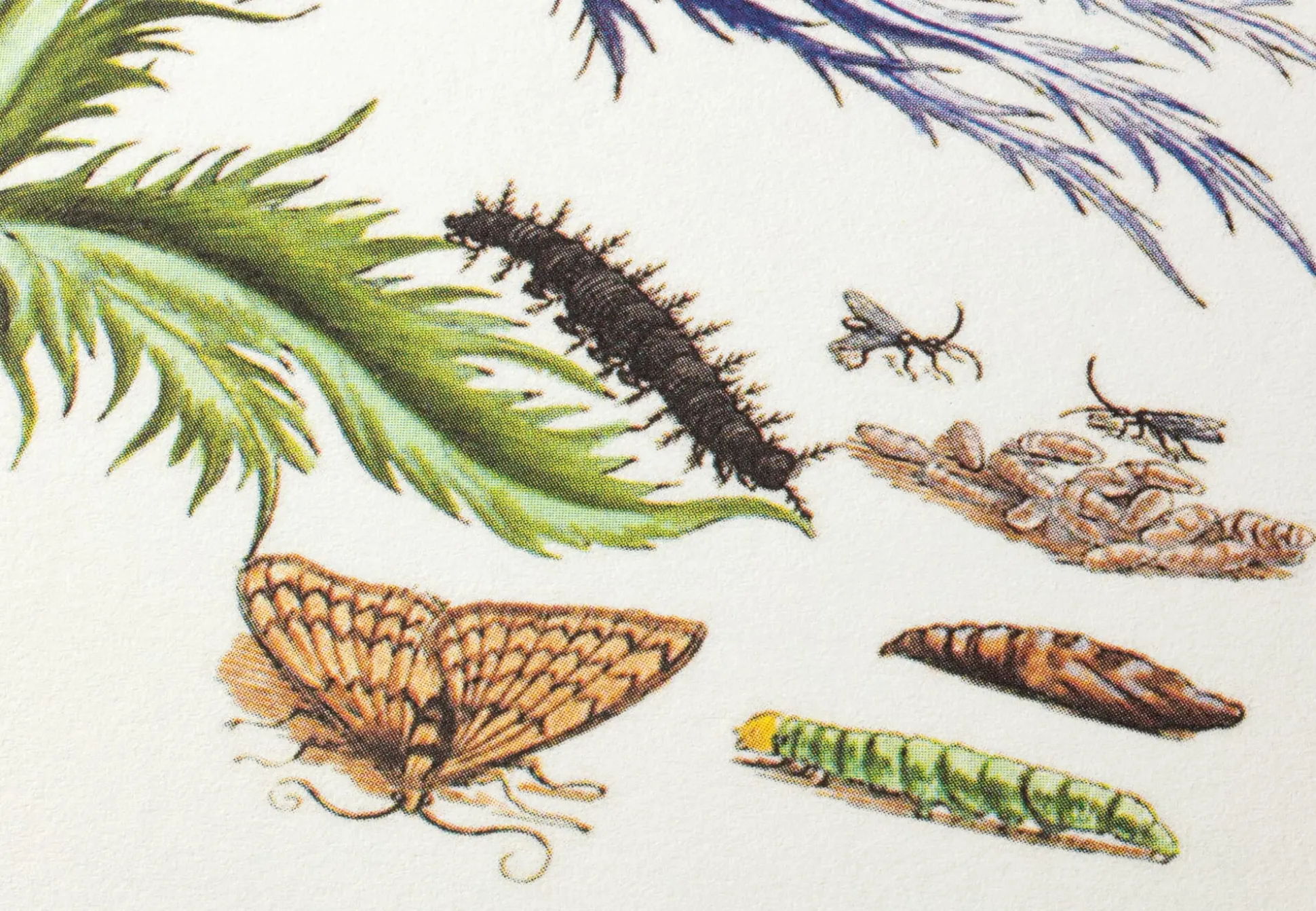 Grußkarten Blumenmotive Maria Sibylla Merian