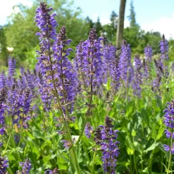 Heimische Wildstauden