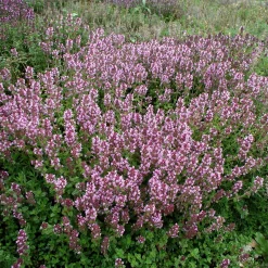 Heimische Wildstauden