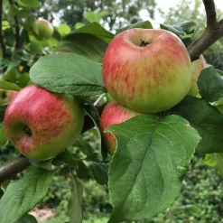 Herbstapfel 'Prinz Albrecht von Preußen'