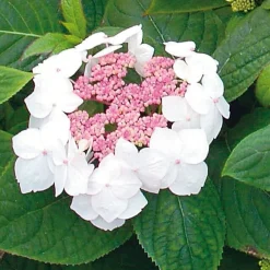Hortensie 'Grayswood '