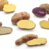 Kartoffelraritäten traditionelle Sorten 2026