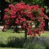 Kaskadenrose 'Chevy Chase'