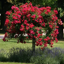 Kaskadenrose 'Chevy Chase'