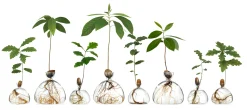 Keimglas Ilex