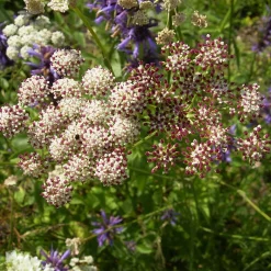 Kombipaket Heimische Stauden/Stauden für Bienen, Schmetterlinge