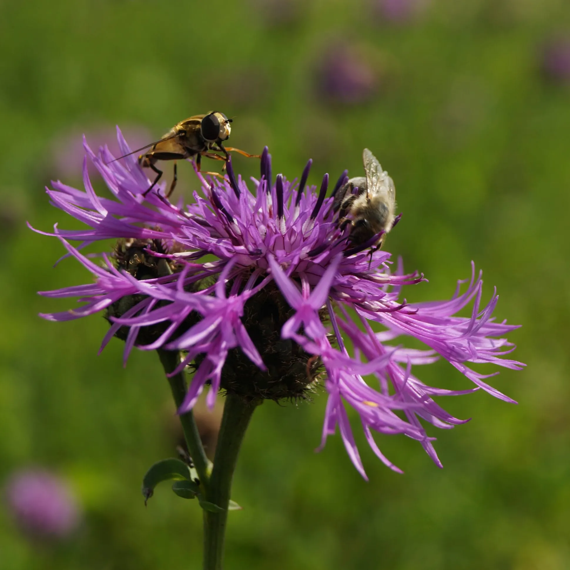 Kombipaket Heimische Stauden/Stauden für Bienen, Schmetterlinge