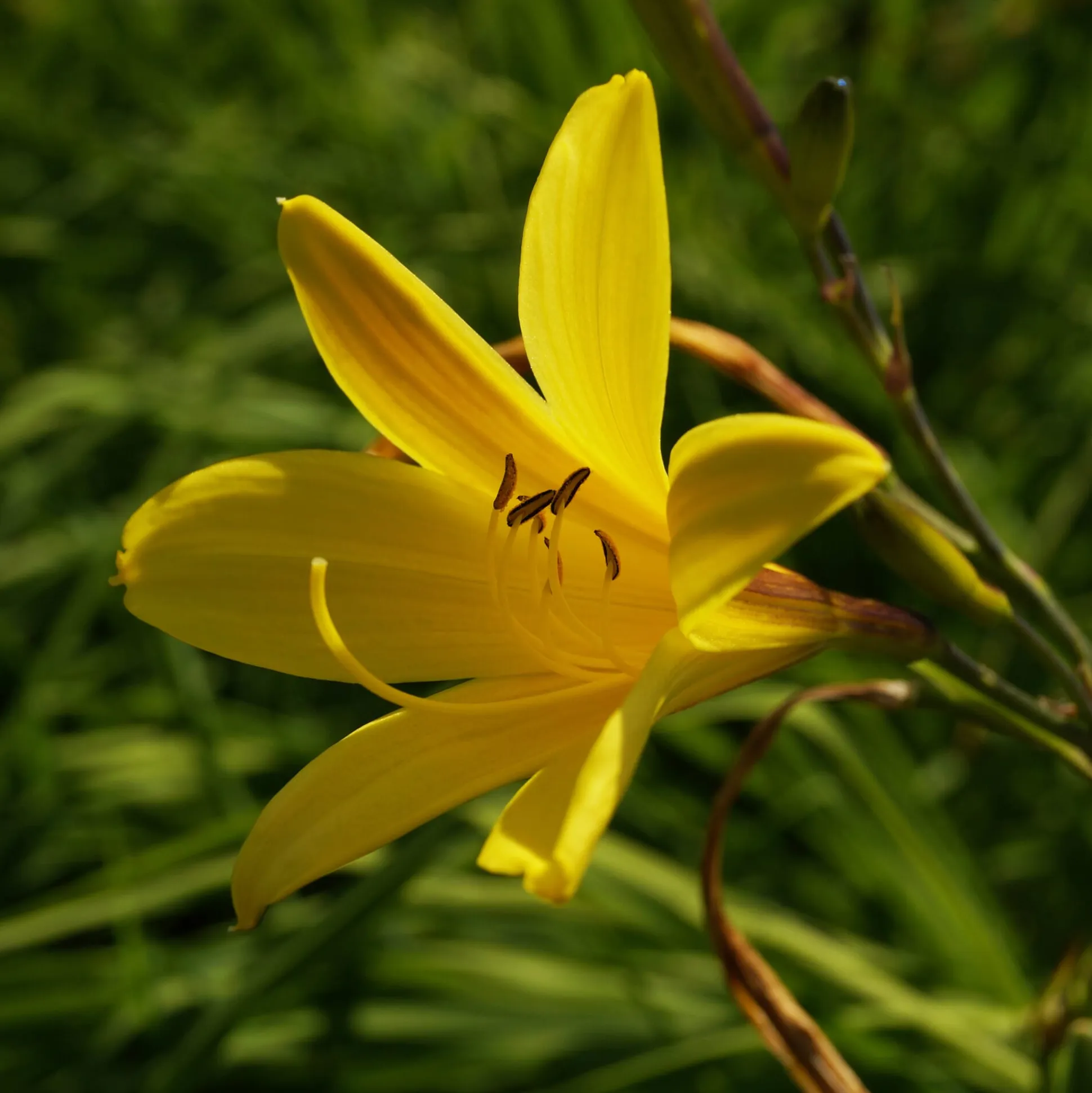 Kombipaket Klimawandel- und Stauden für Bienen, Schmetterlinge