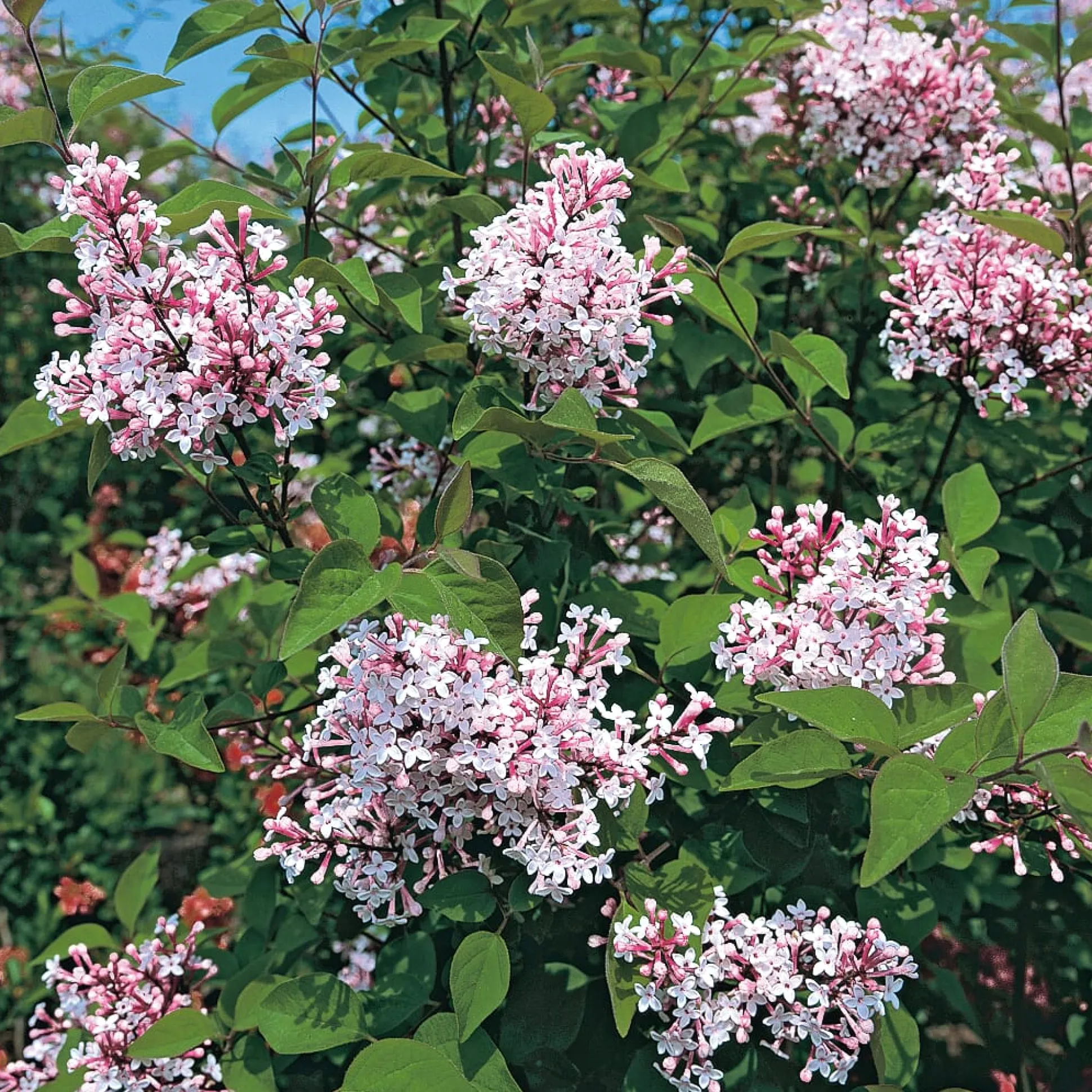 Kombipaket Winterdufter und Hecke Duftgehölze