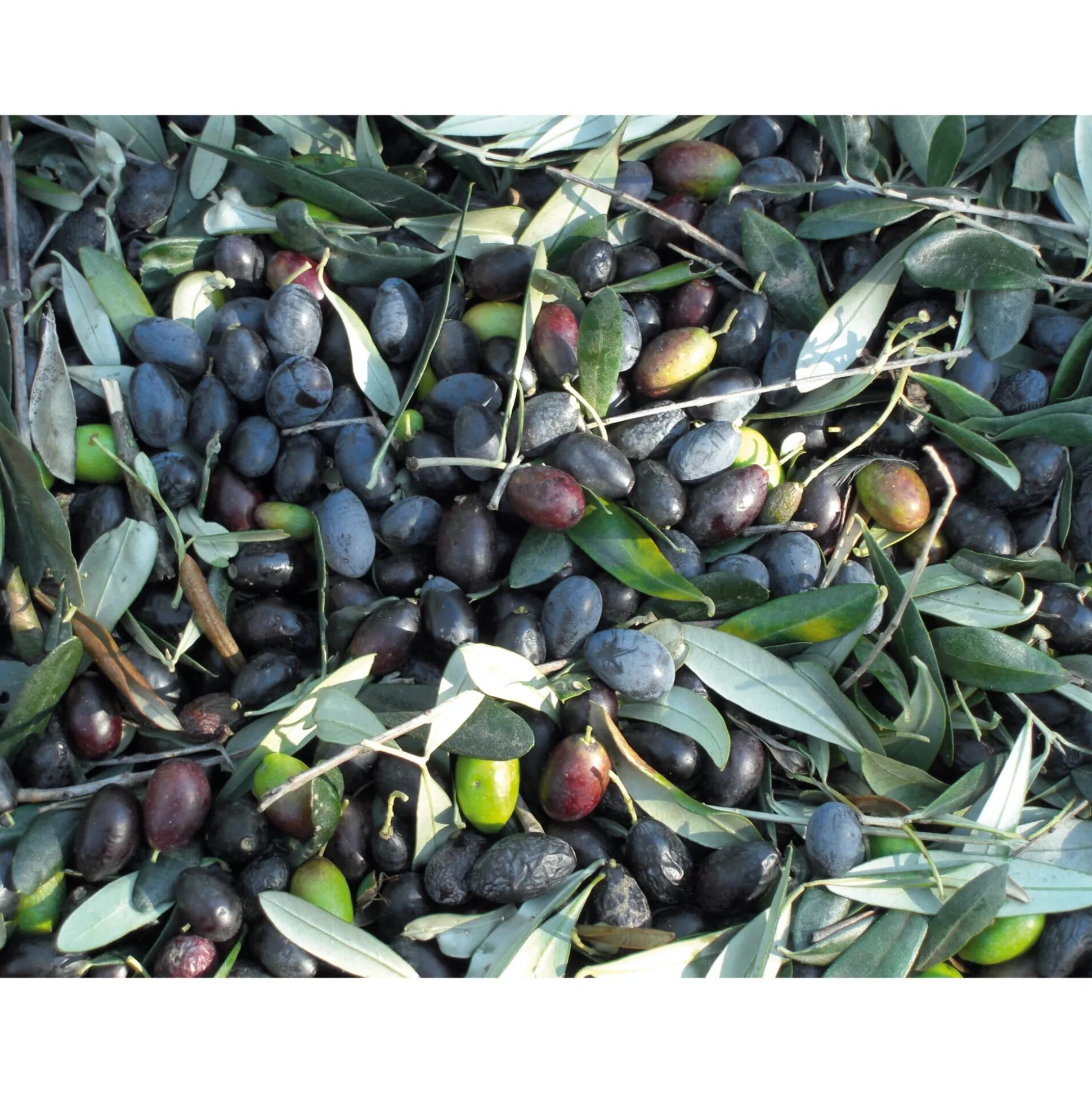 Ligurisches Olivenöl „Carte Noire“ DOP