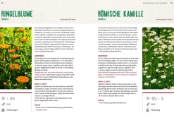Mein Heilpflanzen-Hochbeet