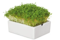 Microgreens Bio-Saatpad
