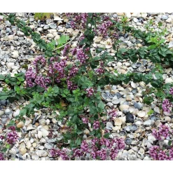 Muschelmulch