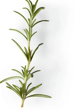 Nachfüller zu Naturseife Soeder