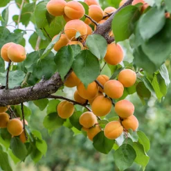 Obstgehölz Aprikose 'Luizet'