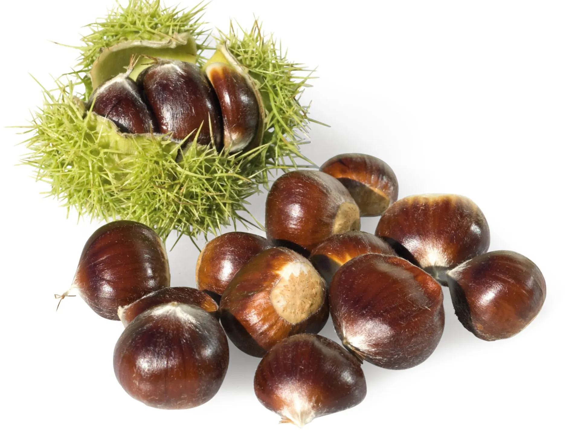 Obstgehölz Esskastanie (2 Sorten)
