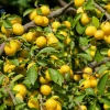 Obstgehölz 'Mirabelle von Metz'