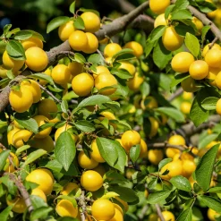 Obstgehölz 'Mirabelle von Metz'