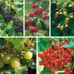 Obstgehölz Strauchpaket Beerenobst
