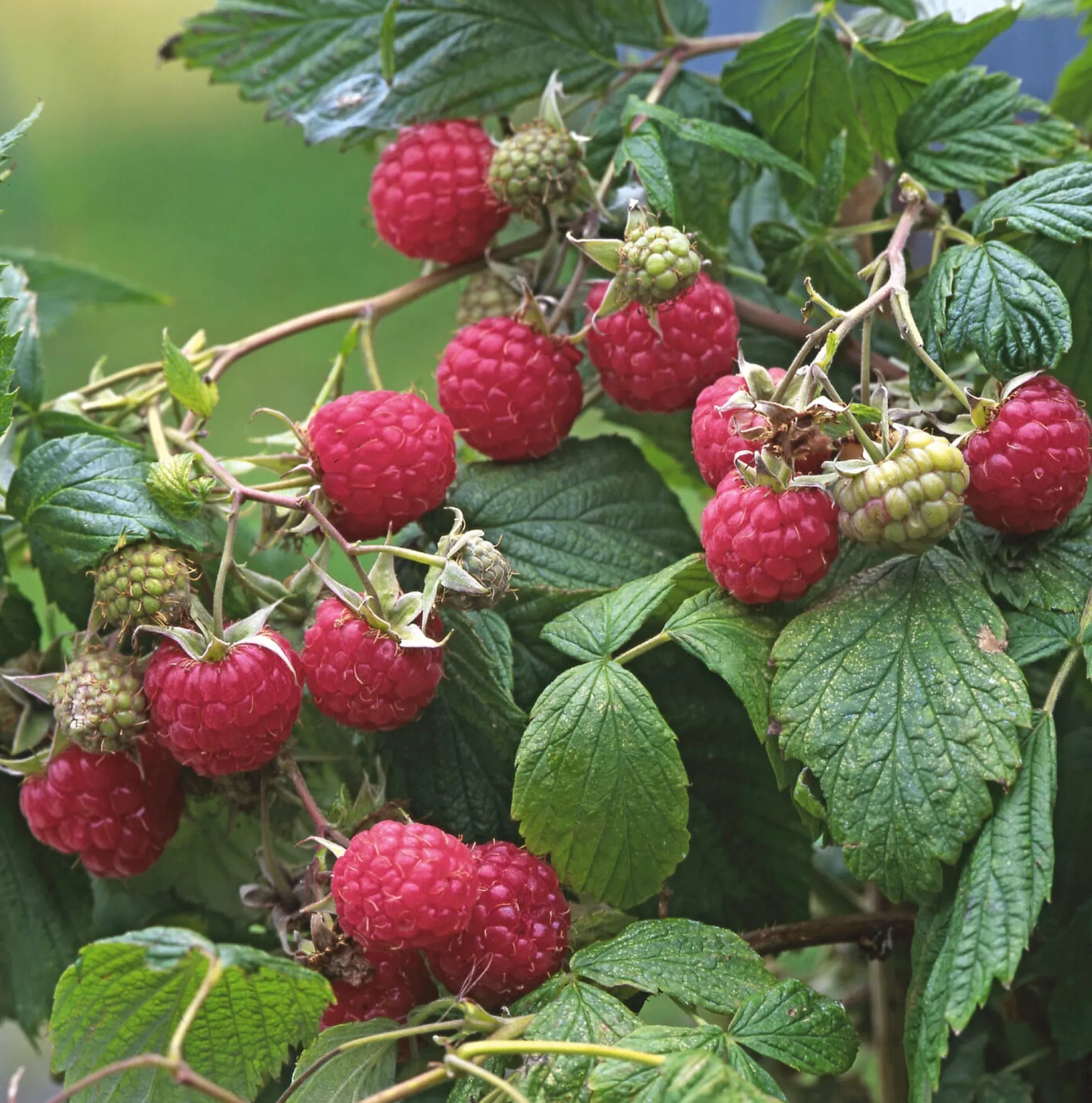 Obstgehölz Strauchpaket Beerenobst